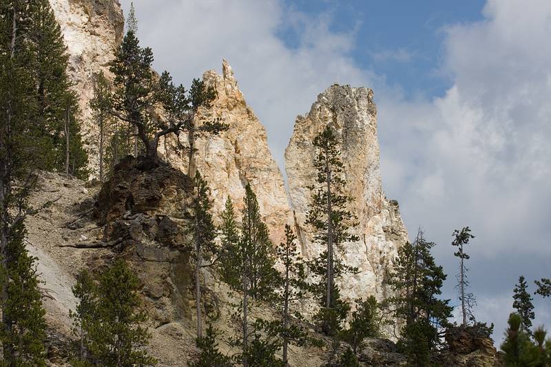 August 9, 2009 - Yellowstone National Park, Wyoming.<br />North Rim of the Yellowstone River south of Lower Falls.