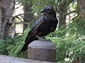 August 9, 2009 - Yellowstone National Park, Wyoming.<br />Raven at Grand View (of Yellowstone River) parking area.