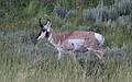 August 9, 2009 - Yellowstone National Park, Wyoming.<br />Pronghorn in Lamar Valley.