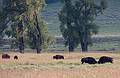 August 9, 2009 - Yellowstone National Park, Wyoming.<br />Bison, Lamar Valley.