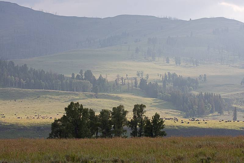 August 9, 2009 - Yellowstone National Park, Wyoming.<br />Lamar Valley with bison in the distance.