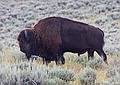 August 9, 2009 - Yellowstone National Park, Wyoming.<br />Bison about to cross the road in Lamar Valley.