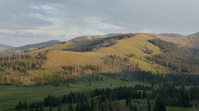 August 9, 2009 - Yellowstone National Park, Wyoming.<br />View east from Grand Loop Road heading south towards Dunraven Pass.
