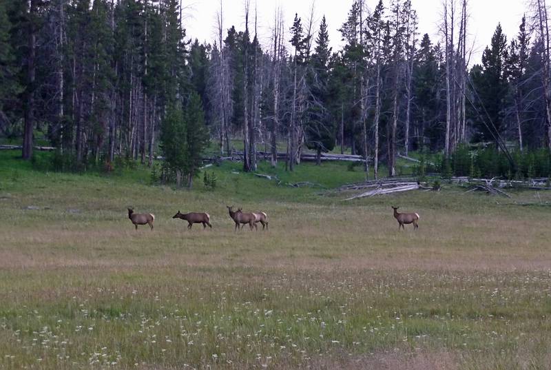 August 9, 2009 - Yellowstone National Park, Wyoming.<br />Elk along road from Canyon Village to Norris.