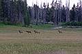 August 9, 2009 - Yellowstone National Park, Wyoming.<br />Elk along road from Canyon Village to Norris.