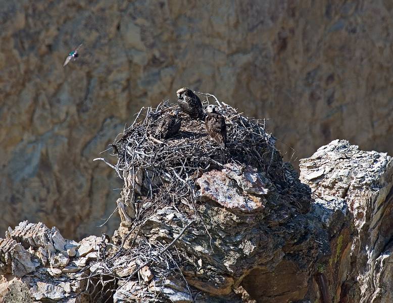 August 10, 2009 - Yellowstone National Park, Wyoming.<br />Revisiting the ospray nest below Grand View parking area.<br />One of the parents is now in the nest also.