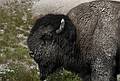 August 10, 2009 - Yellowstone National Park, Wyoming.<br />Bison by the side of the Grand Loop Road between Canyon and Lake Villages.