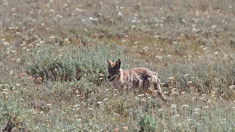 August 10, 2009 - Grand Teton National Park, Wyoming.<br />Coyote.