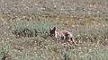 August 10, 2009 - Grand Teton National Park, Wyoming.<br />Coyote.