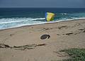 August 13, 2009 - Dunes State Park (on Monterey Bay), Sand City, California.<br />Melody attempting to take off, but the wind did not cooperate.