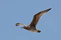 August 13, 2009 - Dunes State Park (on Monterey Bay), Sand City, California.<br />Seagull.