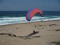 August 13, 2009 - Dunes State Park (on Monterey Bay), Sand City, California.<br />Sati tries to take off while Melody watches, but the wind was too weak.