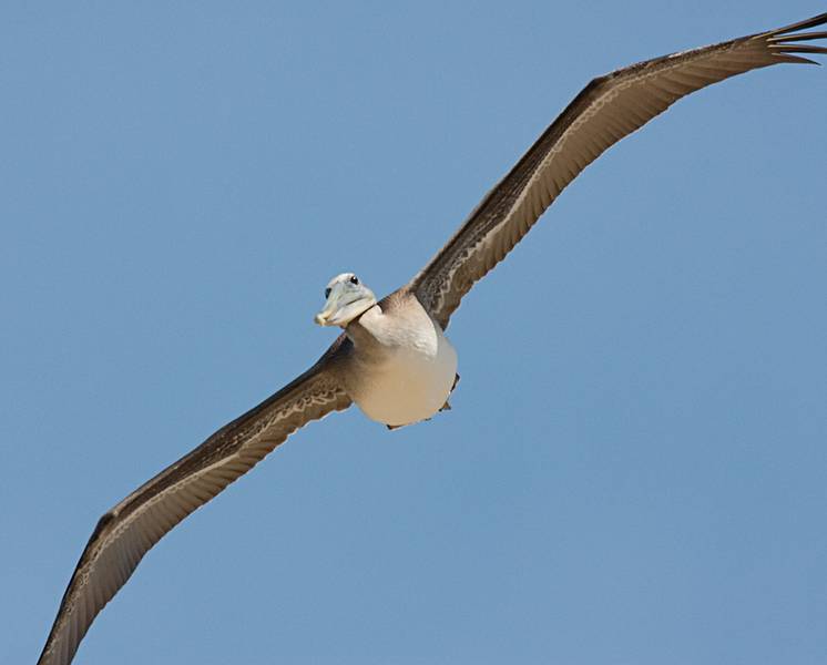 August 13, 2009 - Dunes State Park (on Monterey Bay), Sand City, California.<br />A pelican eyeing me.