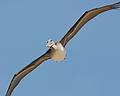 August 13, 2009 - Dunes State Park (on Monterey Bay), Sand City, California.<br />A pelican eyeing me.