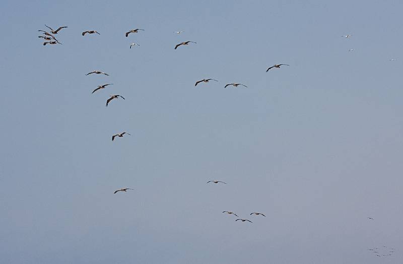 August 13, 2009 - Dunes State Park (on Monterey Bay), Sand City, California.<br />Pelicans and more pelicans.