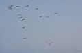 August 13, 2009 - Dunes State Park (on Monterey Bay), Sand City, California.<br />Pelicans and more pelicans.