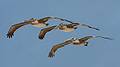 August 13, 2009 - Dunes State Park (on Monterey Bay), Sand City, California.<br />A triplet of pelicans.