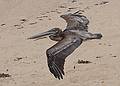 August 13, 2009 - Dunes State Park (on Monterey Bay), Sand City, California.<br />Some pelicans flew below us.