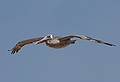 August 13, 2009 - Dunes State Park (on Monterey Bay), Sand City, California.<br />A pelican flying at eye level.
