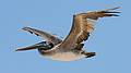 August 13, 2009 - Dunes State Park (on Monterey Bay), Sand City, California.<br />Another pelican checking us out.