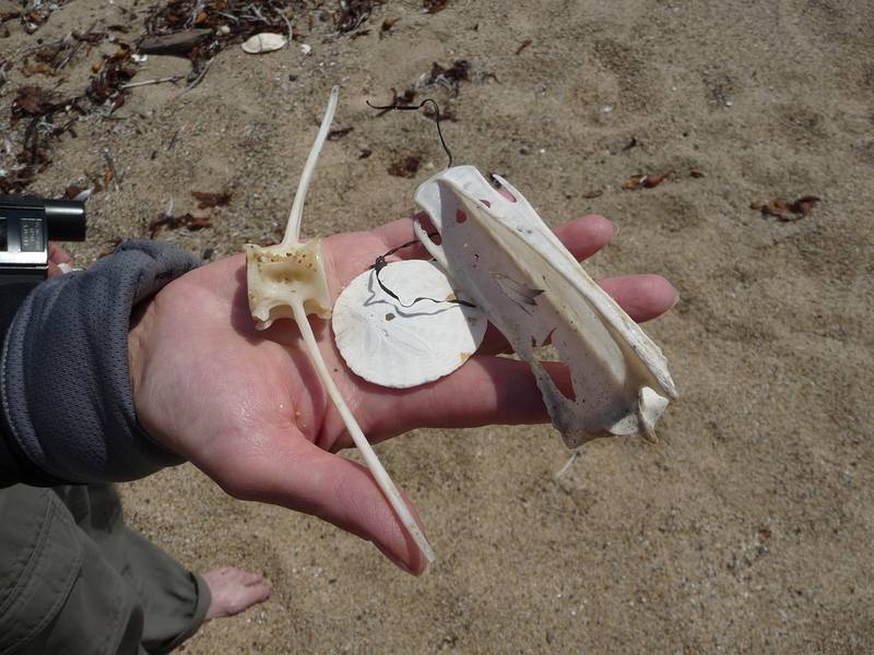 August 13, 2009 - Dunes State Park (on Monterey Bay), Sand City, California.<br />Found objects.