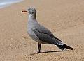 August 13, 2009 - Dunes State Park (on Monterey Bay), Sand City, California.<br />Some kind of a seagull.