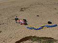 August 13, 2009 - Dunes State Park (on Monterey Bay), Sand City, California.<br />Joyce watching Melody and Sati pack up their wings.