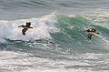 August 13, 2009 - Dunes State Park (on Monterey Bay), Sand City, California.<br />Pelicans skimming the waves.