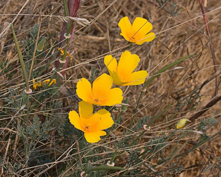 August 14, 2009 - Wilder Ranch State Park near Santa Cruz, California.<br />California poppies.