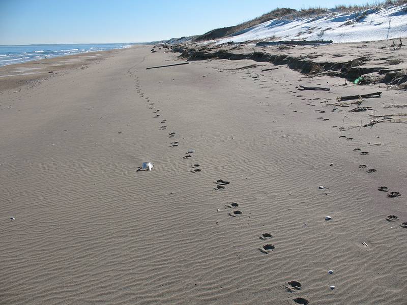 Jan. 14, 2010 - Parker River National Wildlife Refuge, Plum Island, Massachusetts.<br />Walking south of boardwalk to parking lot #3.