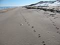 Jan. 14, 2010 - Parker River National Wildlife Refuge, Plum Island, Massachusetts.<br />Walking south of boardwalk to parking lot #3.