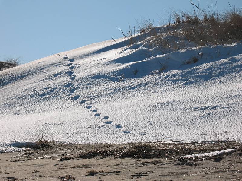 Jan. 14, 2010 - Parker River National Wildlife Refuge, Plum Island, Massachusetts.<br />Walking south of boardwalk to parking lot #3.