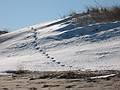 Jan. 14, 2010 - Parker River National Wildlife Refuge, Plum Island, Massachusetts.<br />Walking south of boardwalk to parking lot #3.