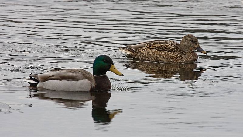 Jan. 23, 2010 - Deer Island, Amesbury, Massachusetts.<br />Male and female mallards.