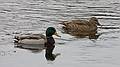 Jan. 23, 2010 - Deer Island, Amesbury, Massachusetts.<br />Male and female mallards.