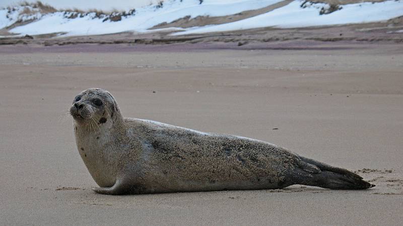 Jan. 15, 2010 - Parker River National Wildlife Refuge, Plum Island, Massachusetts.<br />Seal.