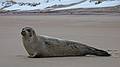Jan. 15, 2010 - Parker River National Wildlife Refuge, Plum Island, Massachusetts.<br />Seal.