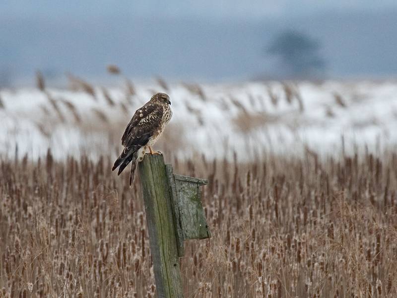 Jan. 15, 2010 - Parker River National Wildlife Refuge, Plum Island, Massachusetts.<br />Northern Harrier/Marsh Hawk.