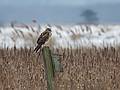 Jan. 15, 2010 - Parker River National Wildlife Refuge, Plum Island, Massachusetts.<br />Some kind of a hawk.