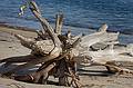Feb. 2, 2010 - Sandy Point State Reservation, Plum Island, Massachusetts.<br />The toppled tree.