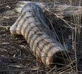 Feb. 2, 2010 - Sandy Point State Reservation, Plum Island, Massachusetts.<br />Zebra tree trunks.