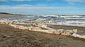 Feb. 6, 2010 - Parker River National Wildlife Refuge, Plum Island, Massachusetts.