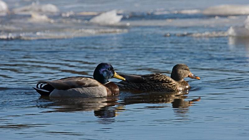 Feb. 12, 2010 - Deer Island, Amesbury, Massachusetts.<br />Mallards?
