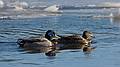 Feb. 12, 2010 - Deer Island, Amesbury, Massachusetts.<br />Mallards?