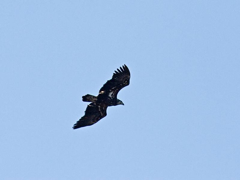 Feb. 12, 2010 - Deer Island, Amesbury, Massachusetts.<br />This is the closest I got to a bald eagle this year (so far).
