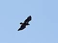 Feb. 12, 2010 - Deer Island, Amesbury, Massachusetts.<br />This is the closest I got to a bald eagle this year (so far).