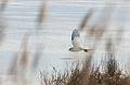Snowy owl.over the south pool (Bill Forward Pool).<br />Feb. 22, 2010 - Parker River National Wildlife Refuge, Plum Island, Massachusetts.