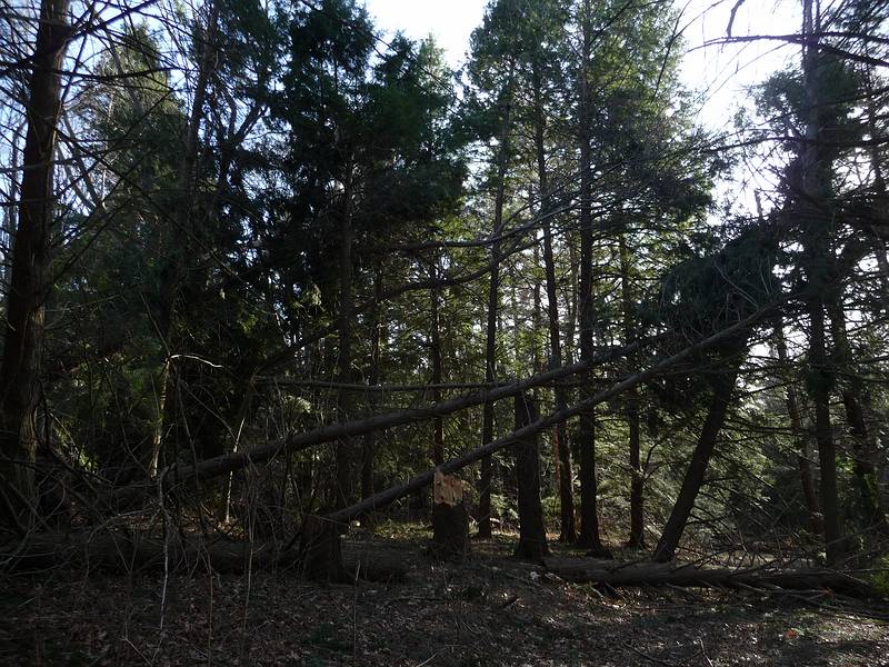 The park lost about 200 trees due to the storm of Feb. 25.<br />March 5, 2010 - Maudslay State Park, Newburyport, Massachusetts.