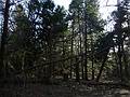 The park lost about 200 trees due to the storm of Feb. 25.<br />March 5, 2010 - Maudslay State Park, Newburyport, Massachusetts.