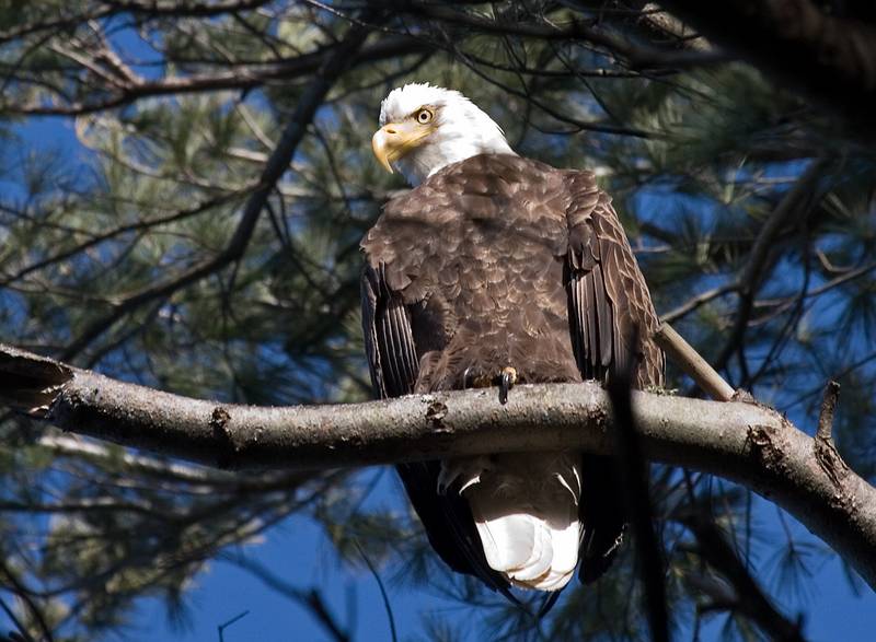 First bald eagle that I ever saw at Maudslay.<br />March 5, 2010 - Maudslay State Park, Newburyport, Massachusetts.